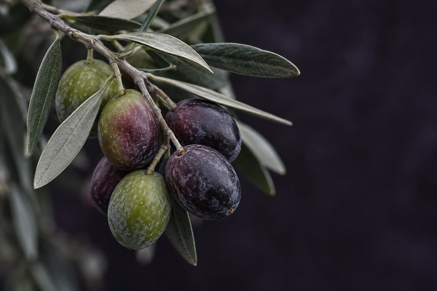 Dalda yeşilden mora dönen zeytin salkımı