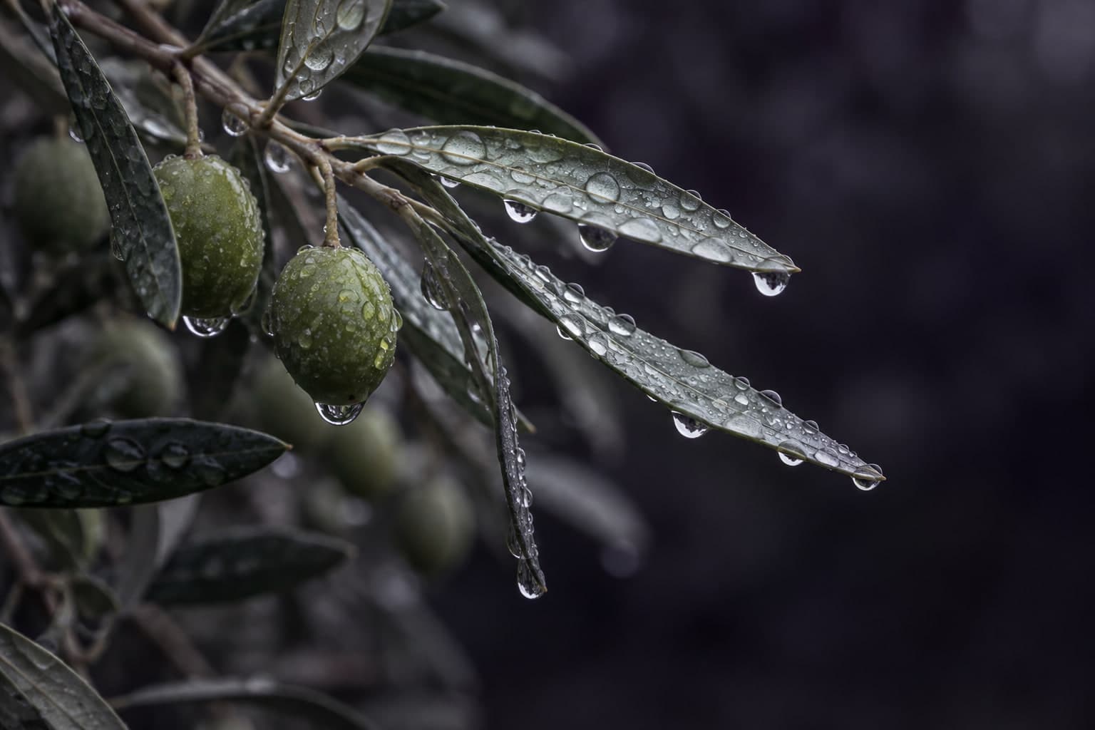 Yağmur damlalarıyla kaplı zeytin yaprakları ve yeşil zeytinler